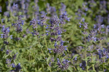 Closeup Nepeta fassenii known as Faassen's catnip with blurred background in garden