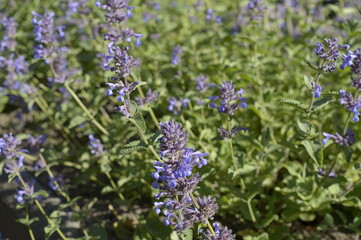 Obraz premium Closeup Nepeta fassenii known as Faassen's catnip with blurred background in garden
