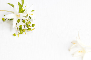 Fototapeta na wymiar white flowers cork tree local flora of asia arrangement flat lay postcard style on background white wooden