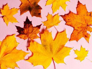 Bright autumn maple leaves on pink paper background. Seasonal fall composition, thanksgiving day concept. Creative flatlay, top view, copy space