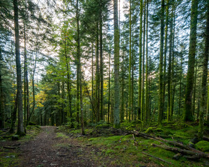 Forêt, le Haut-du-Tôt dans les Vosges