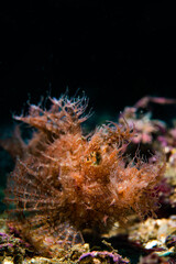 Fototapeta na wymiar Weedy scorpionfish