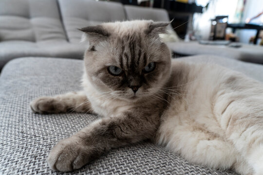 Photo Scottish cat, scottish-fold, white with blue eyes