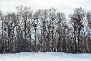 A winter forest without leaves, there are many empty bird nests on the branches, migratory birds leave empty nests