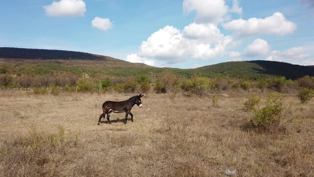 Donkey tied to a leg in a meadow near a forest. Horse in a distance. Beautiful scenery, cumulus clouds in bkue sky, mountain hills.