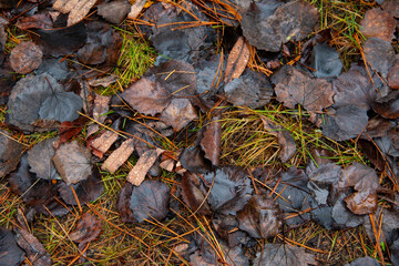 Stump overgrown with moss in the forest.Forest nature in detail.