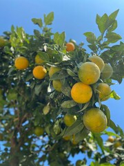 orange tree with fruits