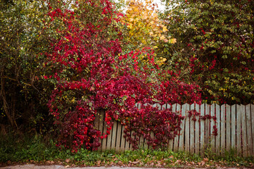 Obraz premium Beautiful solid bright red-green natural background is presented in the form of wild grapes. Leaves are bright red cover the wall of the house or fence. Autumn horizontal background with copy space