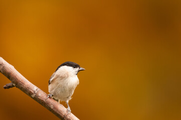mésange nonette
