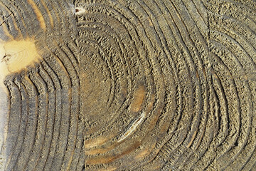 Wood texture background. The contrasting texture of the boards. Wooden structure with macro shot.