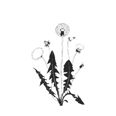 Dandelion botanical isolated illustration, hand drawn plant