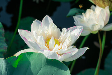 Fine art - Beautiful blossoming white lotus flowers and lotus flower plants