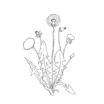 Dandelion botanical isolated illustration, hand drawn plant