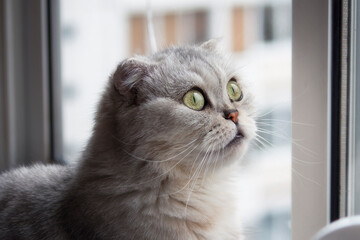 Scottish fold cat looks with big eyes