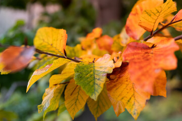 Colorful autumn leaves on a tree shimmering in golden and red light