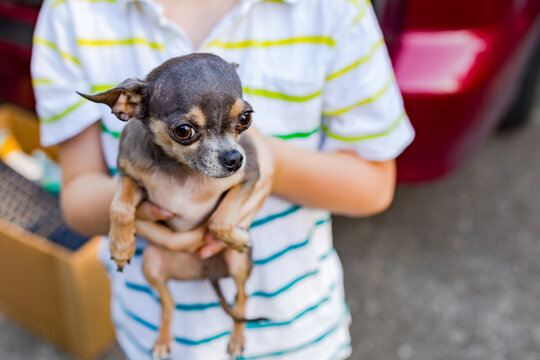 Cute Chihuahua Puppy in Child's Hands