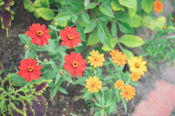 カラフルな花たち2