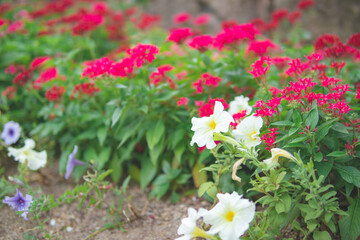 庭園に咲く花畑8