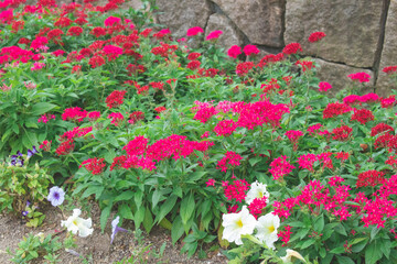 庭園に咲く花畑7