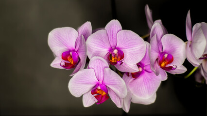 A purple Moth Orchid in full bloom. Soft pink Phalaenopsis flower. Cozy home interior detail.