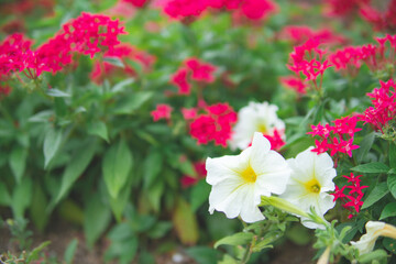 庭園に咲く花畑3