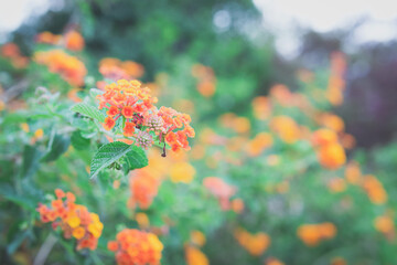 ランタナの花畑2