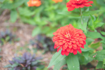 カラフルな花畑9