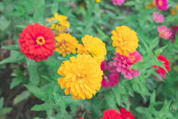 カラフルな花畑3