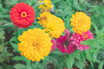 カラフルな花畑2