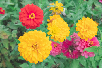 カラフルな花畑1