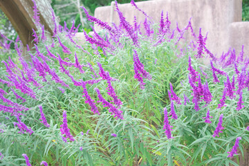 Naklejka premium 紫色の花畑