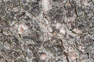 Wood texture of a tree trunk as background
