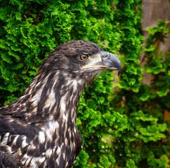 close up of a young juvenile eagle