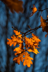 Street lamp illuminated autumn oak leaves on blurred tree branches background taken during blue hour. Very shallow focus and motion blur.