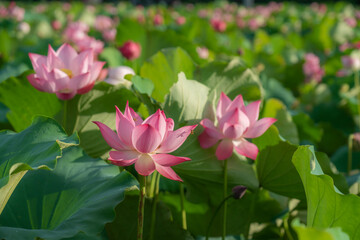 Obraz premium Pink lotus flowers among green leaves on lake