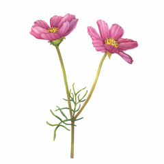 Branch with pink flower of cosmea (Cosmos bipinnatus, Mexican aster, garden cosmos). Watercolor hand drawn painting illustration isolated on white background.