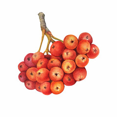 Red ripe rowan berries branch ( known as the Sorbus aucuparia, mountain-ash, quick beam). Watercolor hand drawn painting illustration isolated on white background.