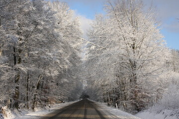 road with trees in the winter, snow