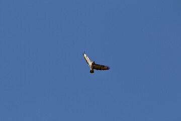 Fototapeta na wymiar common buzzard flying in the air 