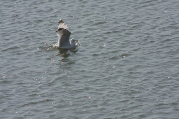 seagull on the water, copy space 