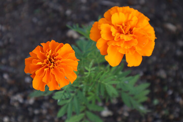 オレンジのマリーゴールド