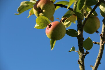apples on a tree, blue background