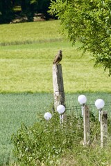 common buzzard on a wooden pole, sitting