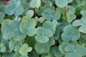 三つ葉のクローバー