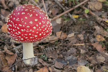 Fliegenpilz im Wald
