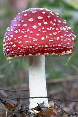 Fliegenpilz im Wald