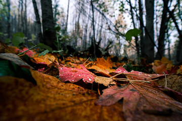 autumn leaves in the forest, Norway. 
