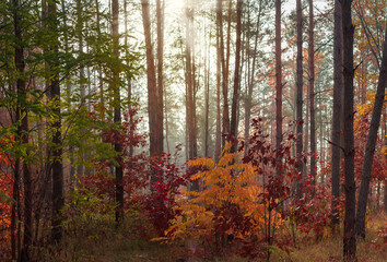 Fototapeta premium Section of mixed forest in sunny autumn morning