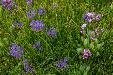 Shooting Stars and Camas Lilies.
Kingston Prairie Preserve, Oregon