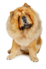 Chinese chow chow dog isolated on a white background